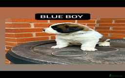 Saint Bernard dogs for sale: Stunning kc Saint Bernard puppies  - Image 23