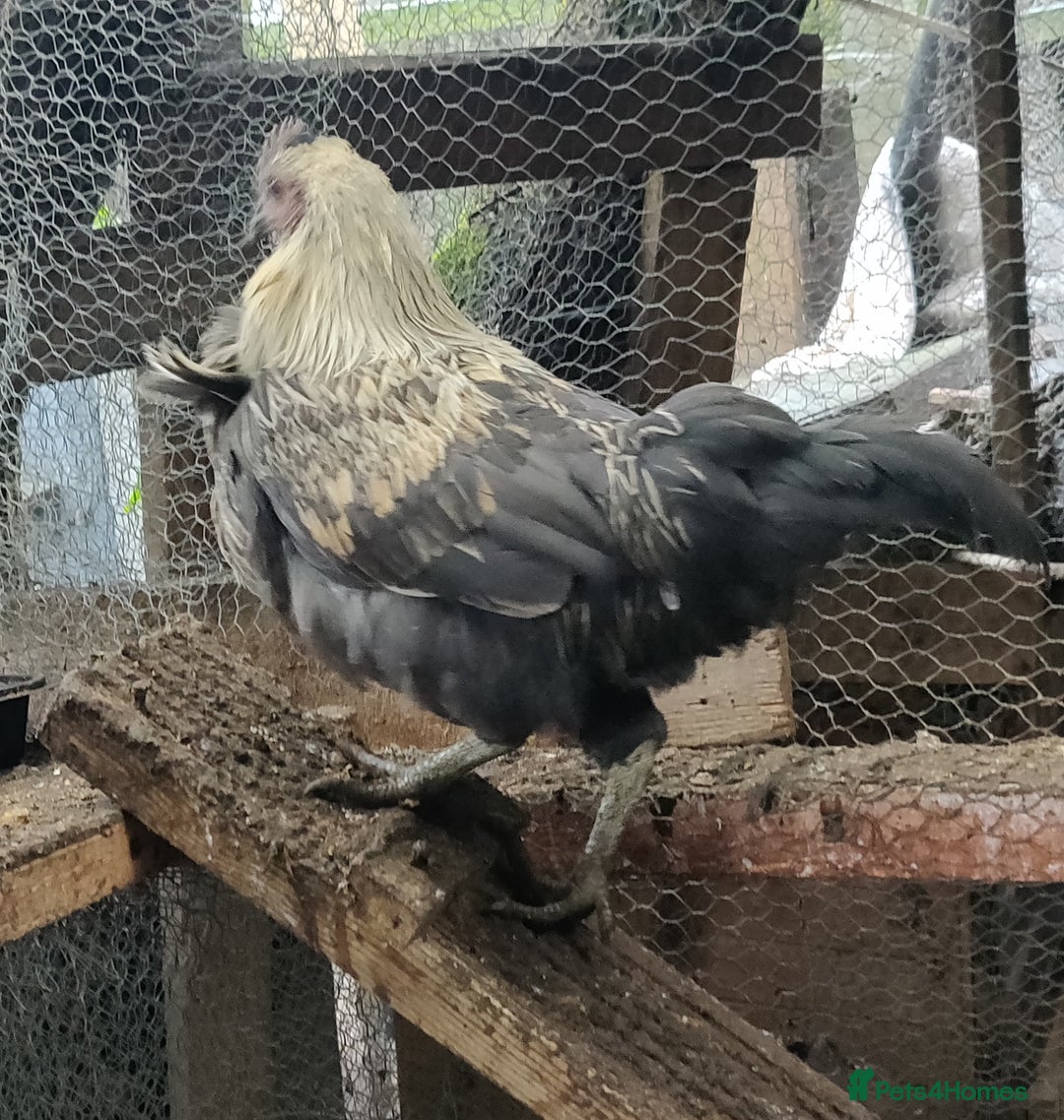 Chickens poultry for sale: Rooster for sale  - Advert 9