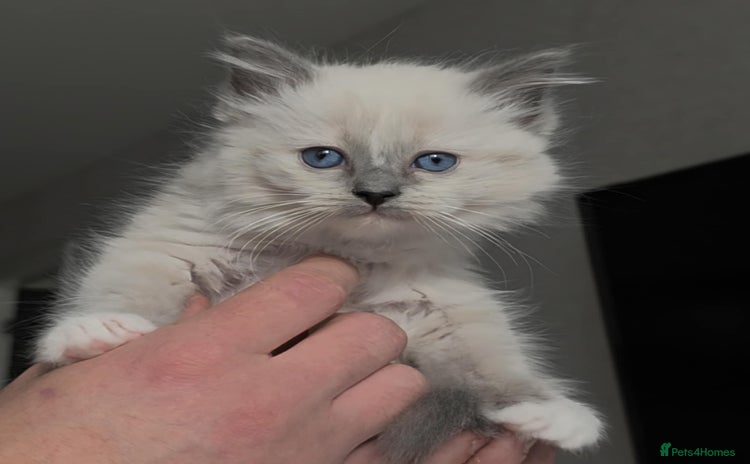 Ragdoll cats - Advert 3
