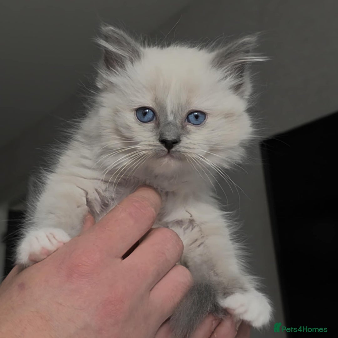 Ragdoll cats for sale: Ragdoll kittens ready to go! - Image 1