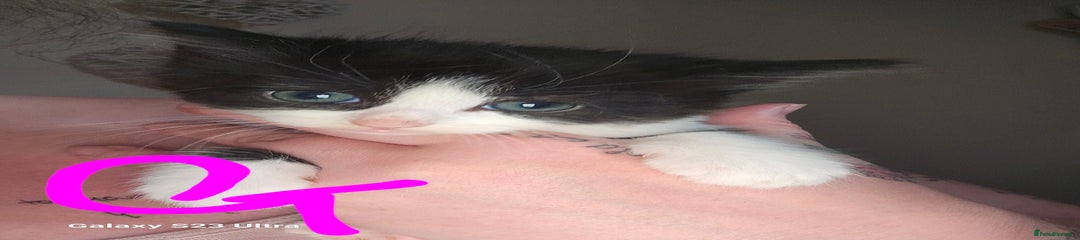 Mixed Breed Kitten 4