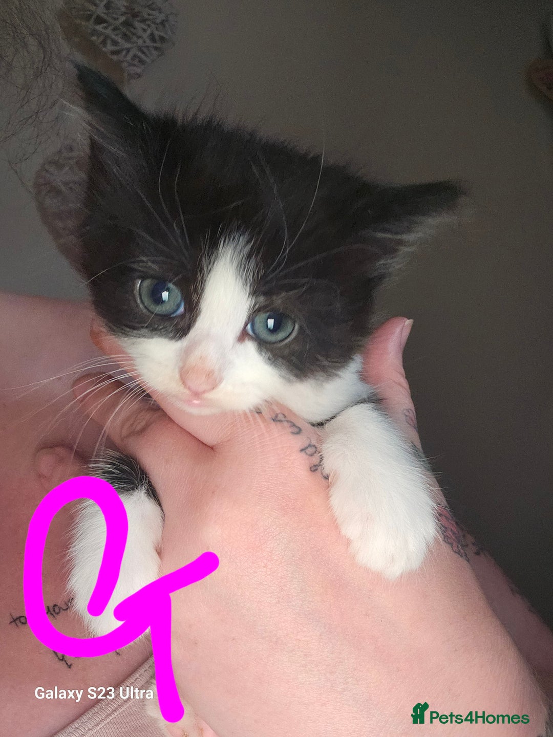 Mixed Breed cats for sale: 4 Beautiful Kittens **2 Black & White Boys Left** - Image 12