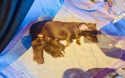 Miniature Dachshund dogs for sale: Choc/tan mum,long haired choc dad  A+ healthcare - Image 7