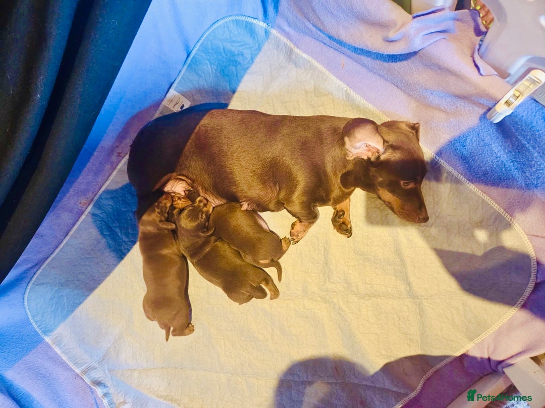 Miniature Dachshund dogs for sale: Choc/tan mum,long haired choc dad  A+ healthcare - Image 7