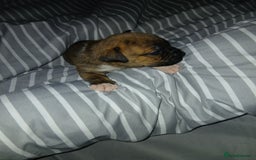 Staffordshire Bull Terrier dogs for sale: Staffordshire bull terror puppies  in London - Image 24
