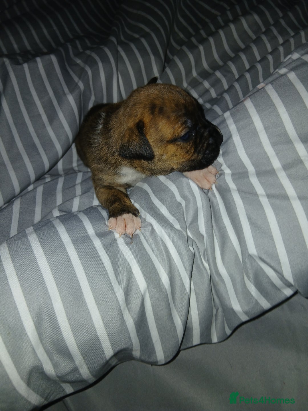 Staffordshire Bull Terrier dogs for sale: Staffordshire bull terror puppies  in London - Image 24