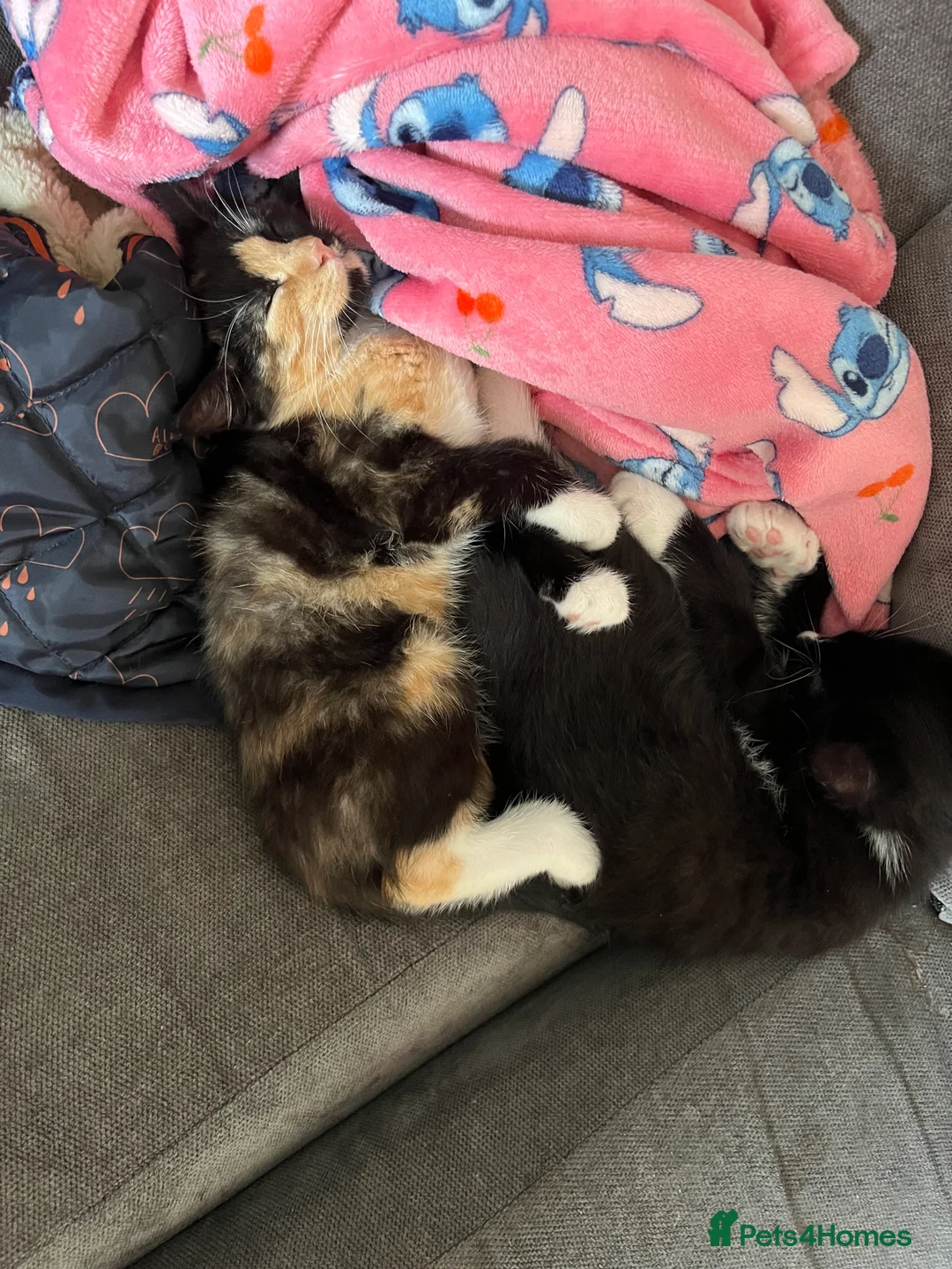 Mixed Breed cats for sale: Black tuxedo cat and female calico  - Advert 2