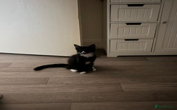 Mixed Breed cats for sale: Black male kitten for sale - Image 3