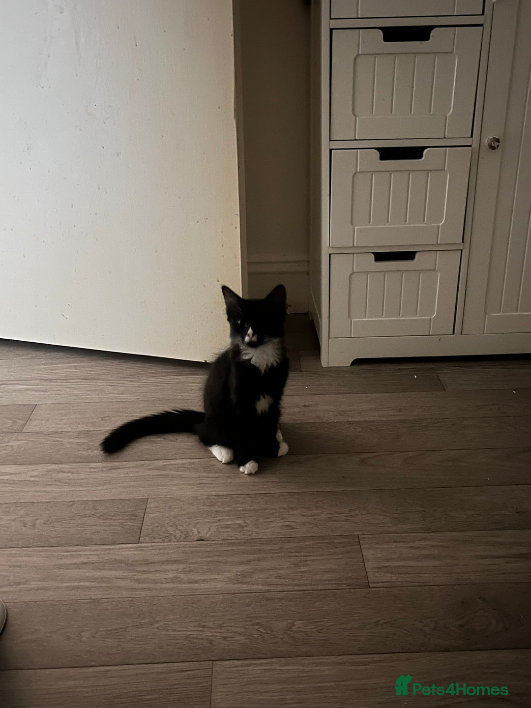 Mixed Breed cats for sale: Black male kitten for sale - Image 3