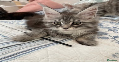 Maine Coon cats - Advert 6