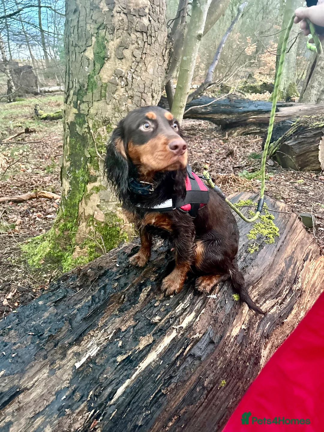 Cocker Spaniel dogs for sale: 🩵 2 YEAR OLD MALE KC 5TH GENERATION 🩵 - Advert 6