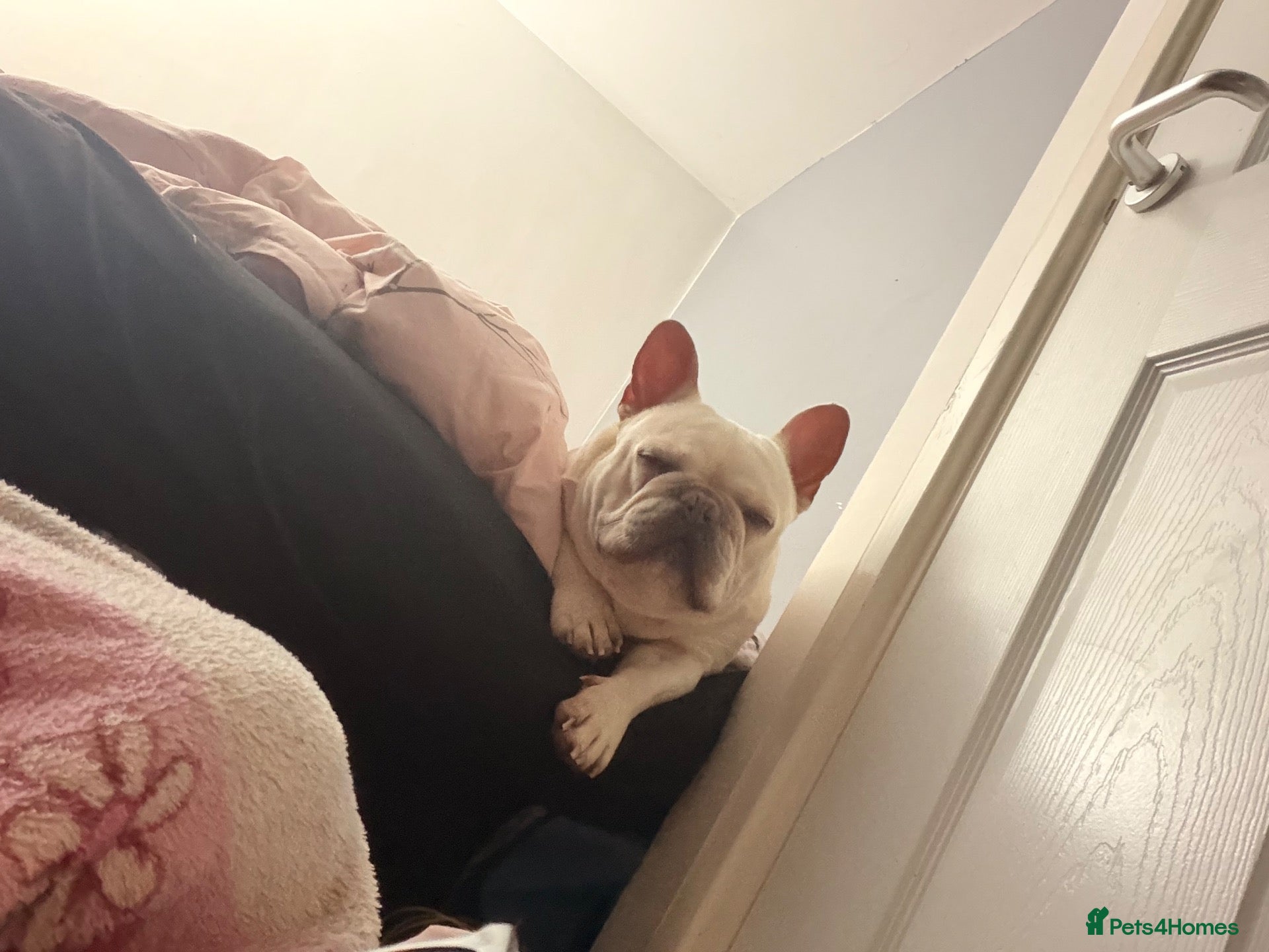 French Bulldog dogs Mylo for rehoming - Advert 10