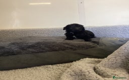 Mixed Breed dogs for sale: Whippet x bedlington - Image 7