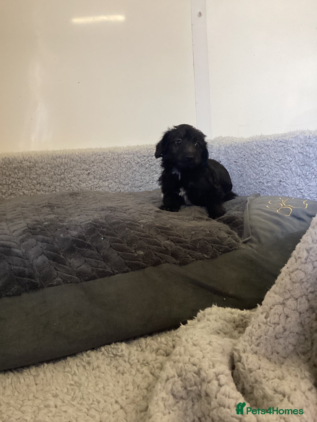 Mixed Breed dogs for sale: Whippet x bedlington - Image 7
