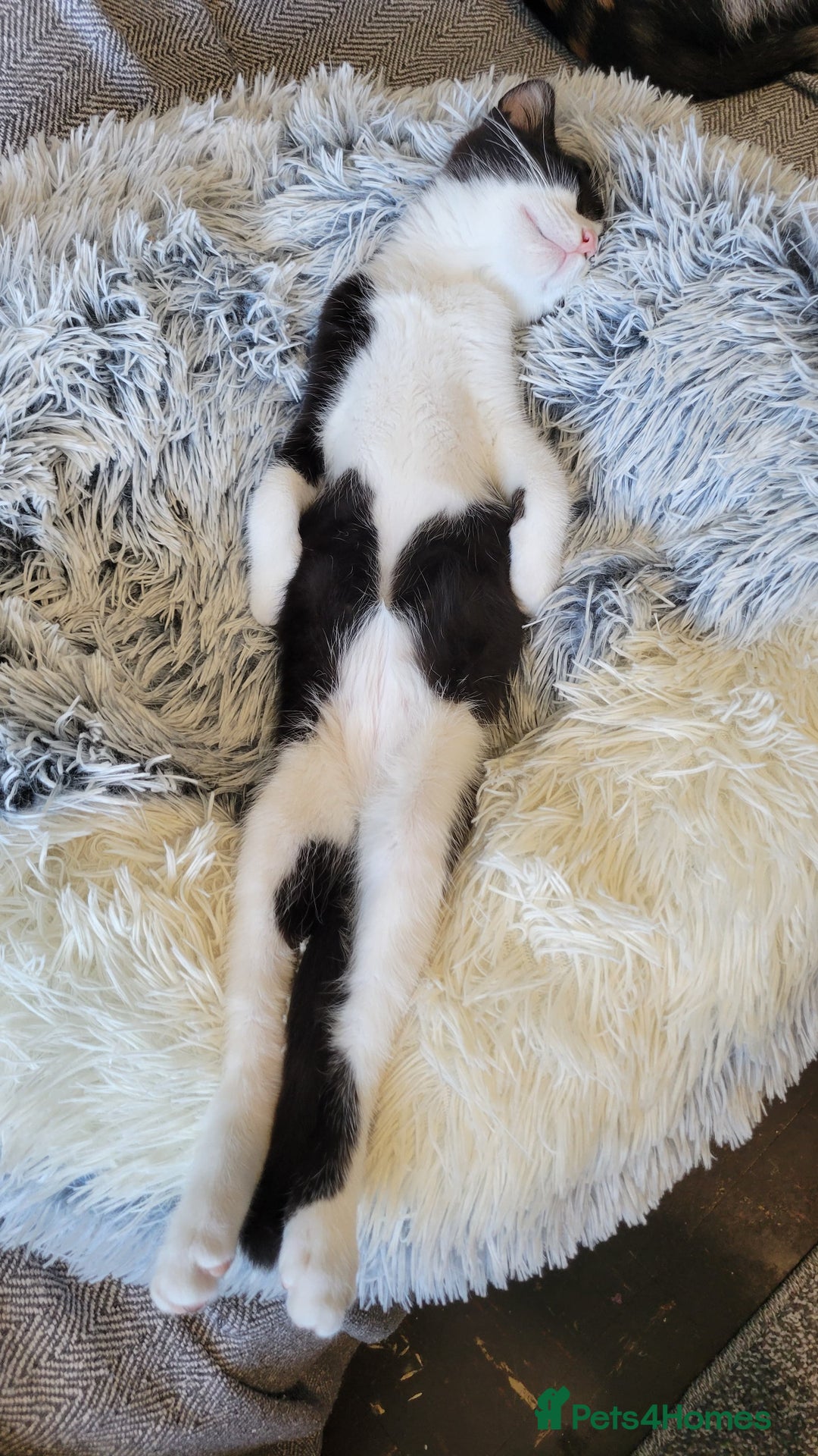 Norwegian Forest Cat cats for sale: Marshal - Image 4