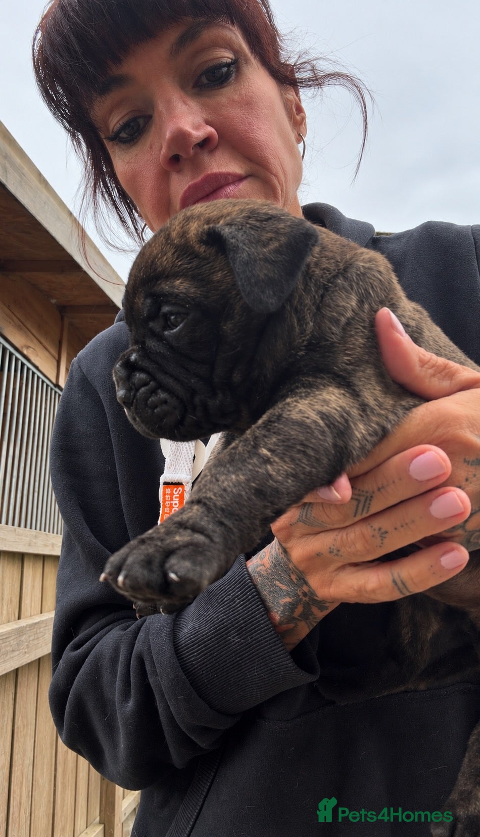 Bullmastiff dogs for sale: ASBORN BULLMASTIFF PUP ANNOUNCEMENT  - Advert 2