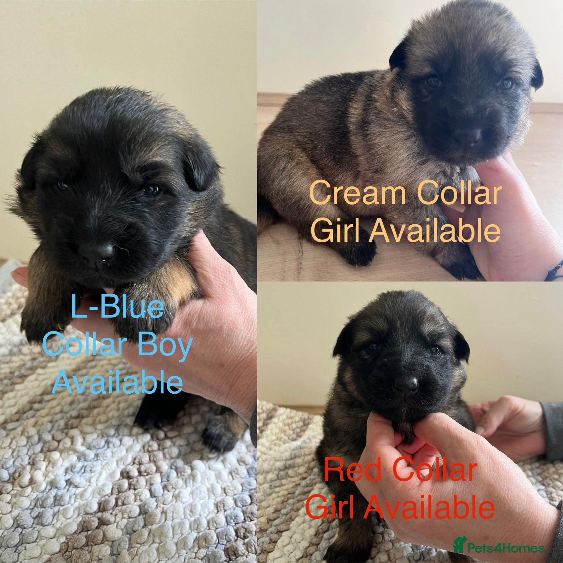 German Shepherd dogs Born 22nd! Waiting list for German Shepherd pups - Advert 17