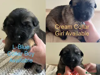 German Shepherd dogs Born 22nd! Waiting list for German Shepherd pups - Advert 17