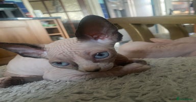 Sphynx cats - Advert 5