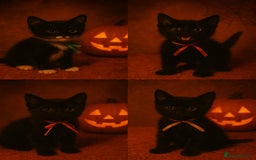 Mixed Breed cats for sale: Beautiful Kittens - Image 1