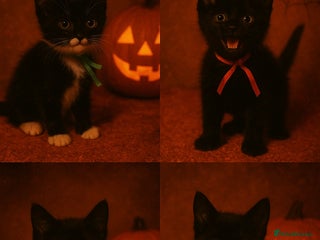 Mixed Breed cats - Advert 24