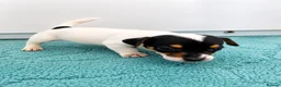 Jack Russell dogs for sale: Jack Russell Puppies Tri Coloured  - Advert 6
