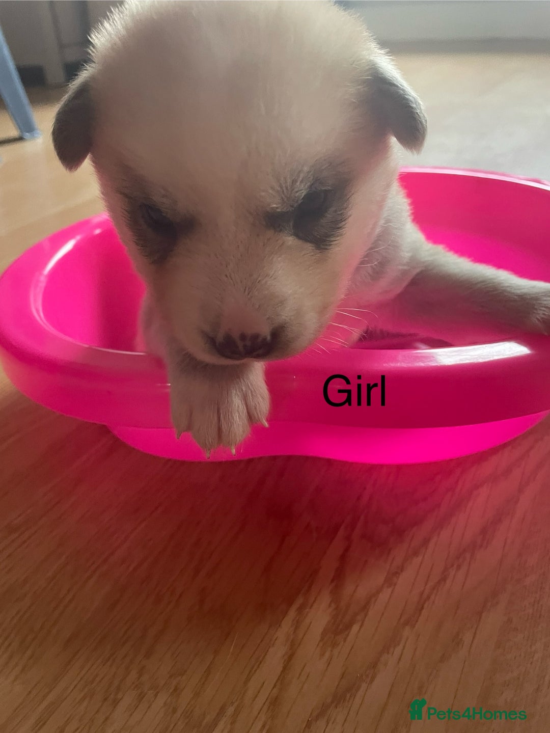 Mixed Breed dogs for sale: Husky puppies for sale - Image 10