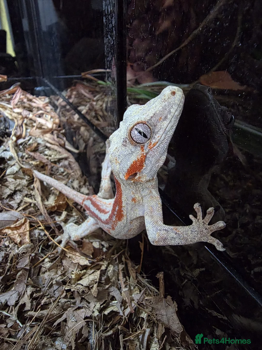 Gecko reptiles for sale: Red Striped Gargoyle Gecko Bioactive Set Up - Advert 1