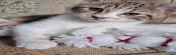 Domestic Shorthair cats for sale: Beautiful tri-colour calico tabby girl in Harlow - Advert 11