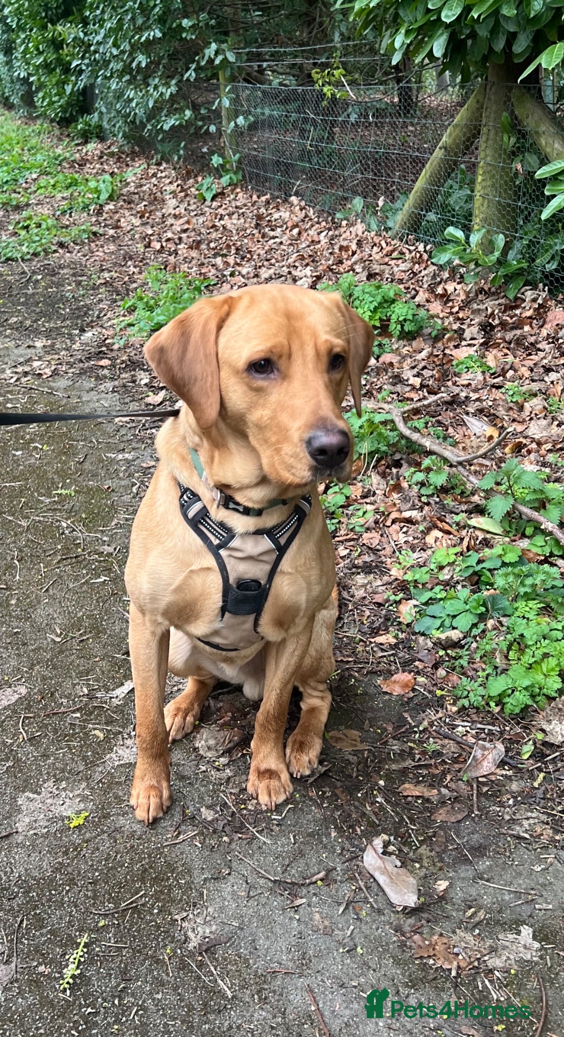 Labrador Retriever dogs 13 month old Fox Red Labrador Leo for Sale  - Advert 3