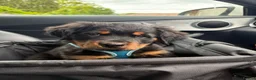 Rottweiler dogs for sale: Fluffy Rottweiler  - Advert 9