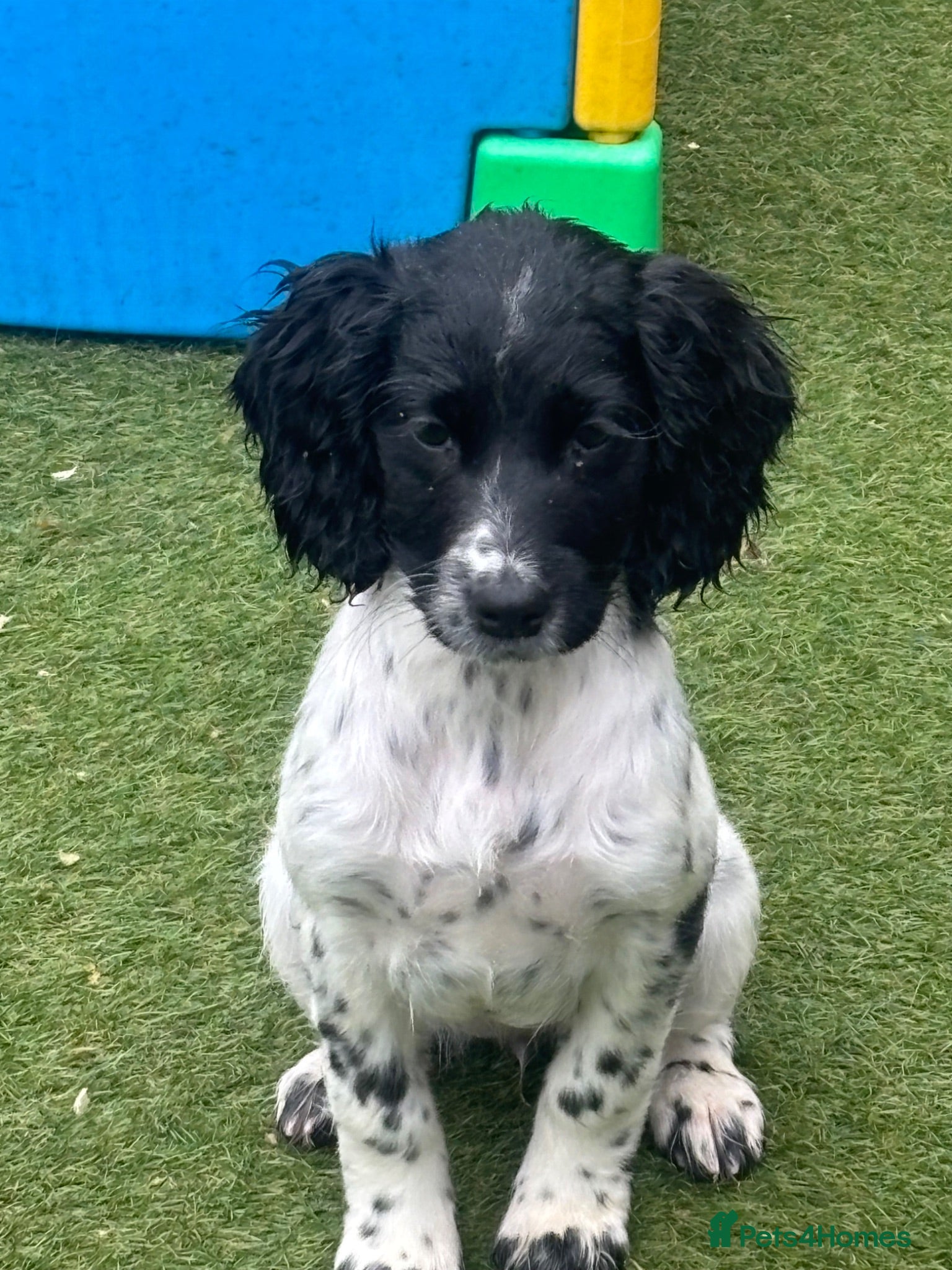 Sprocker dogs 1 VERY SWEET LITTLE LADY 🥰 - Advert 1