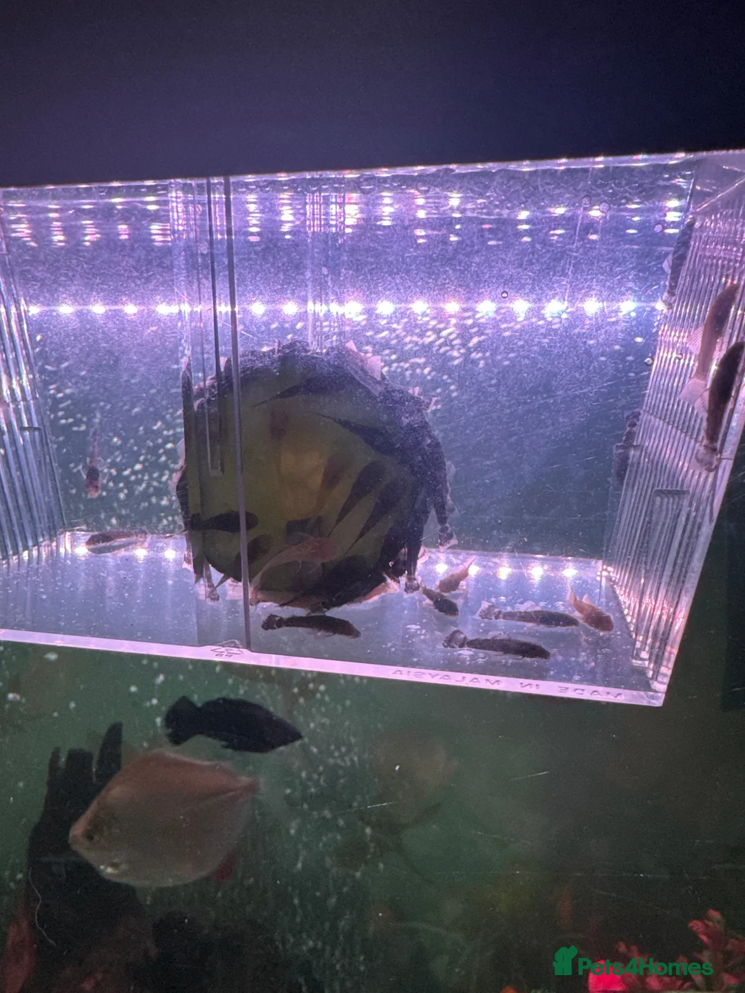 Plecos fish for sale: Bristlenose pleco  - Advert 1