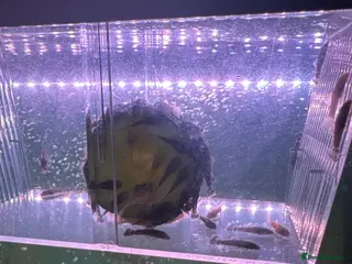 Plecos fish Bristlenose pleco - Advert 13