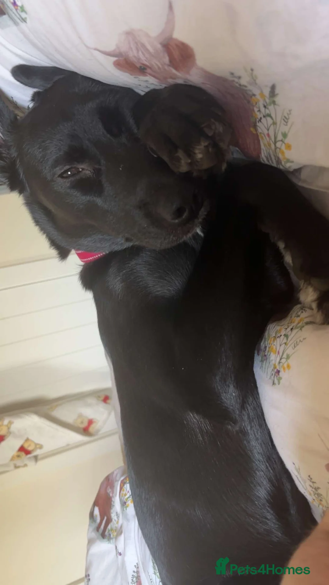 Mixed Breed dogs for sale: Storm (Labsky) in Spalding - Advert 5