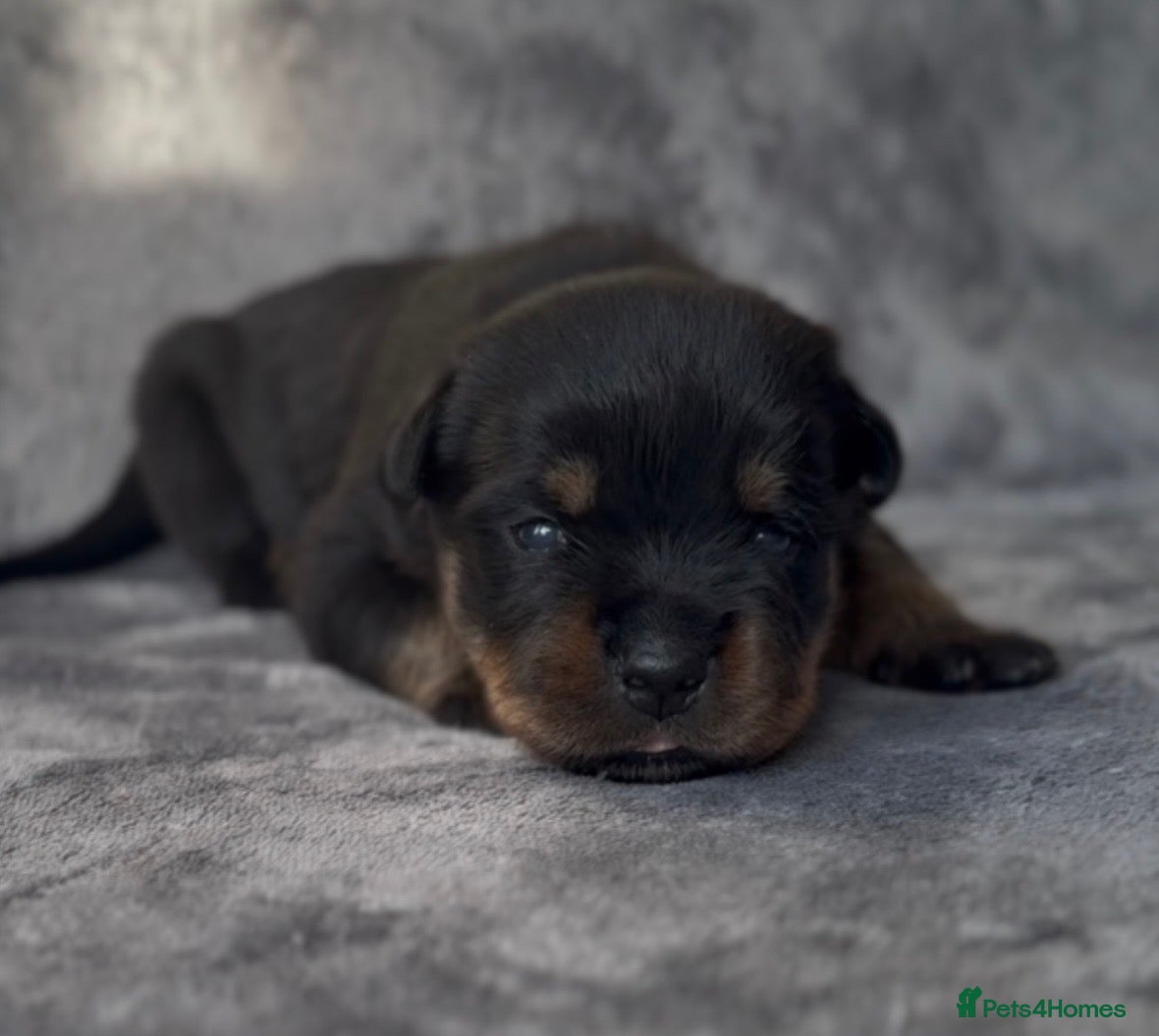 Rottweiler dogs Two puppies left available  - Advert 11