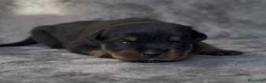 Rottweiler Puppy 1