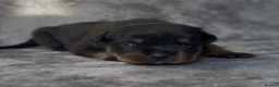 Rottweiler dogs for sale: Two puppies left available  - Advert 39