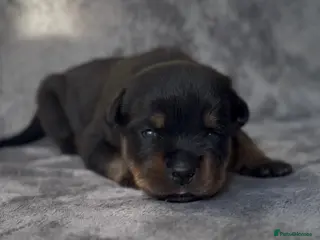 Rottweiler dogs Two puppies left available - Advert 14