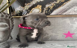 Staffordshire Bull Terrier dogs for sale: Chunky little staffy pups - Image 2