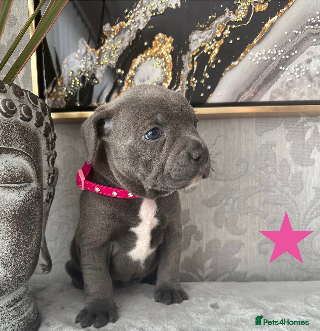 Staffordshire Bull Terrier dogs for sale: Chunky little staffy pups - Image 2