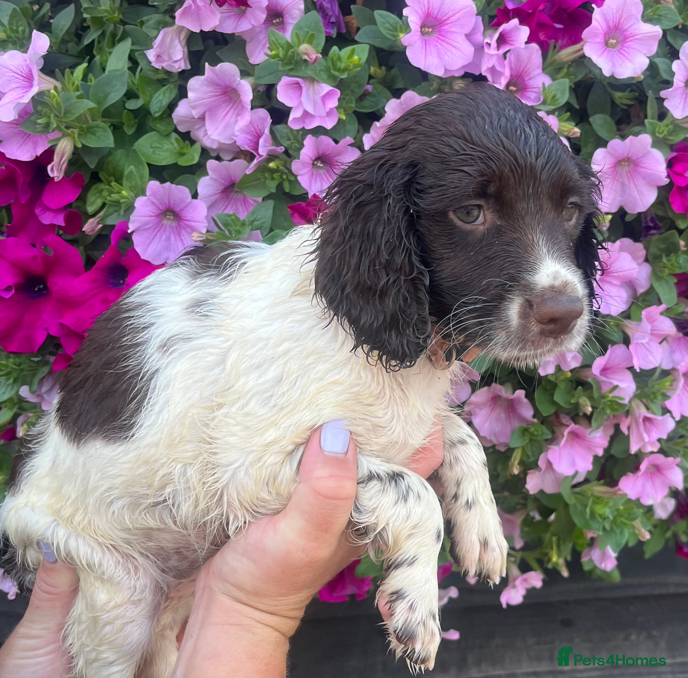 English Springer Spaniel dogs KC Registered Springer Spaniel Pups - Advert 2