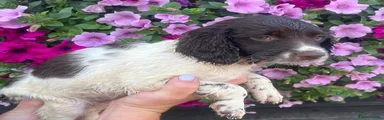 English Springer Spaniel 5