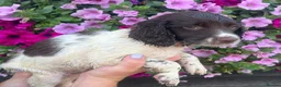 English Springer Spaniel dogs for sale: KC Registered Springer Spaniel Pups - Advert 2