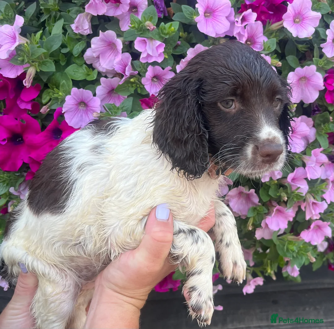 English Springer Spaniel dogs for sale: KC Registered Springer Spaniel Pups - Advert 2