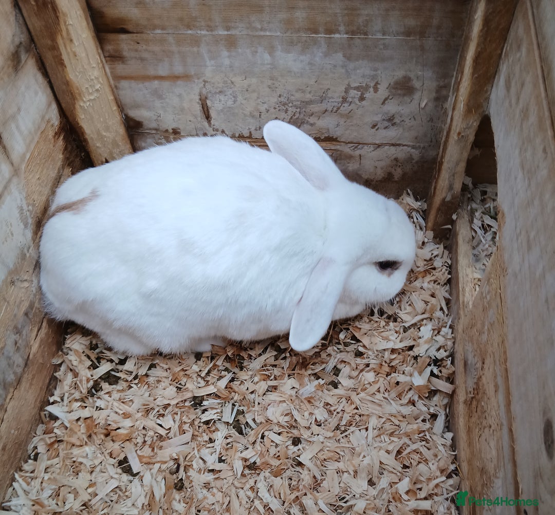 Mixed Breed rabbits for sale: Lop eared rabbits and hutch, - Advert 2
