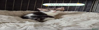 Mixed Breed Kitten 6