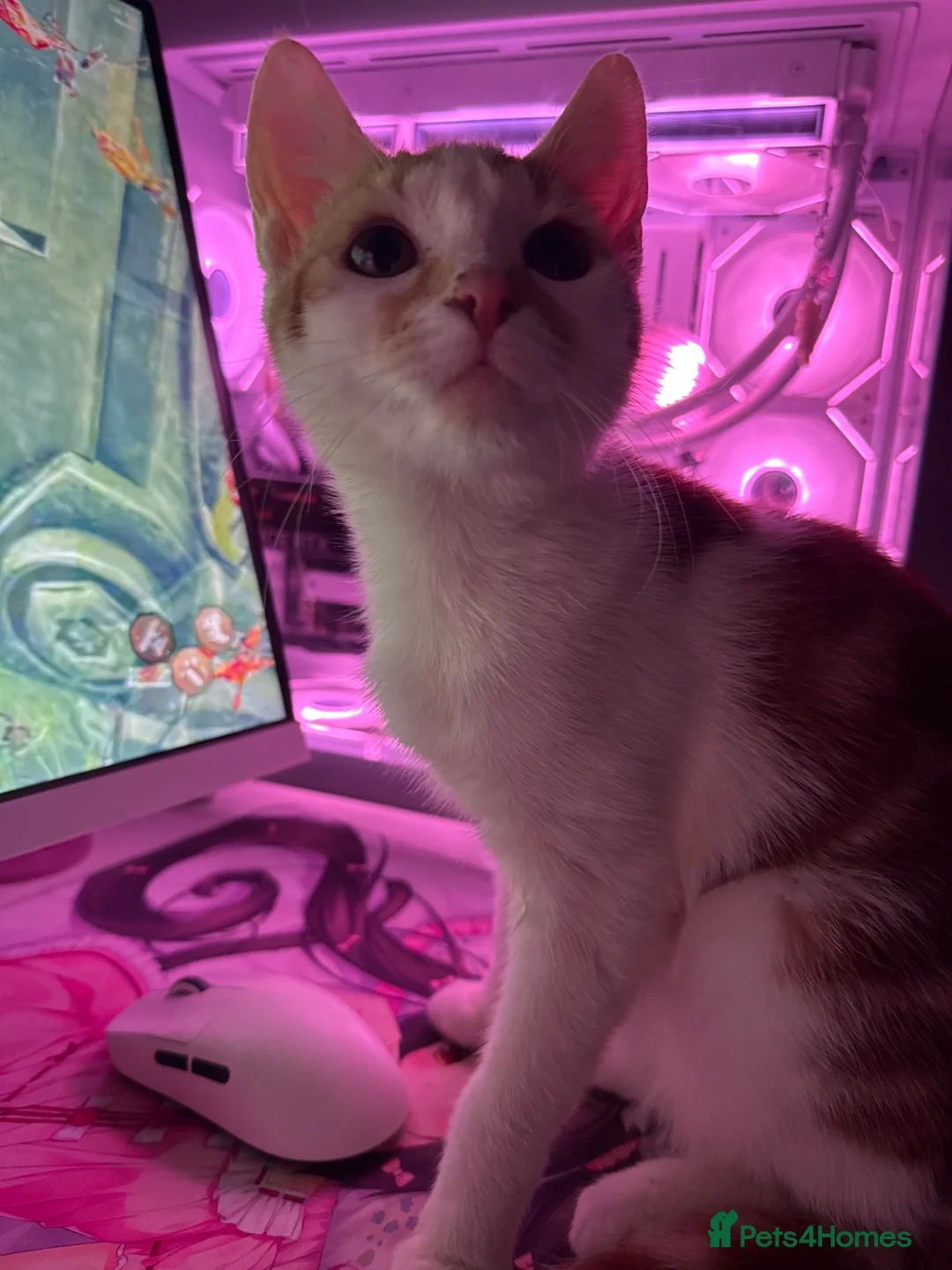 Mixed Breed cats for sale: Beautiful 7 Month Old Female Kitten in Coventry - Advert 2