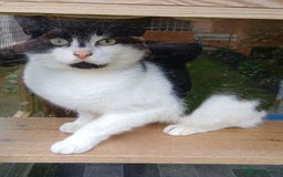 Mixed Breed cats for adoption: BOB,, - Image 2