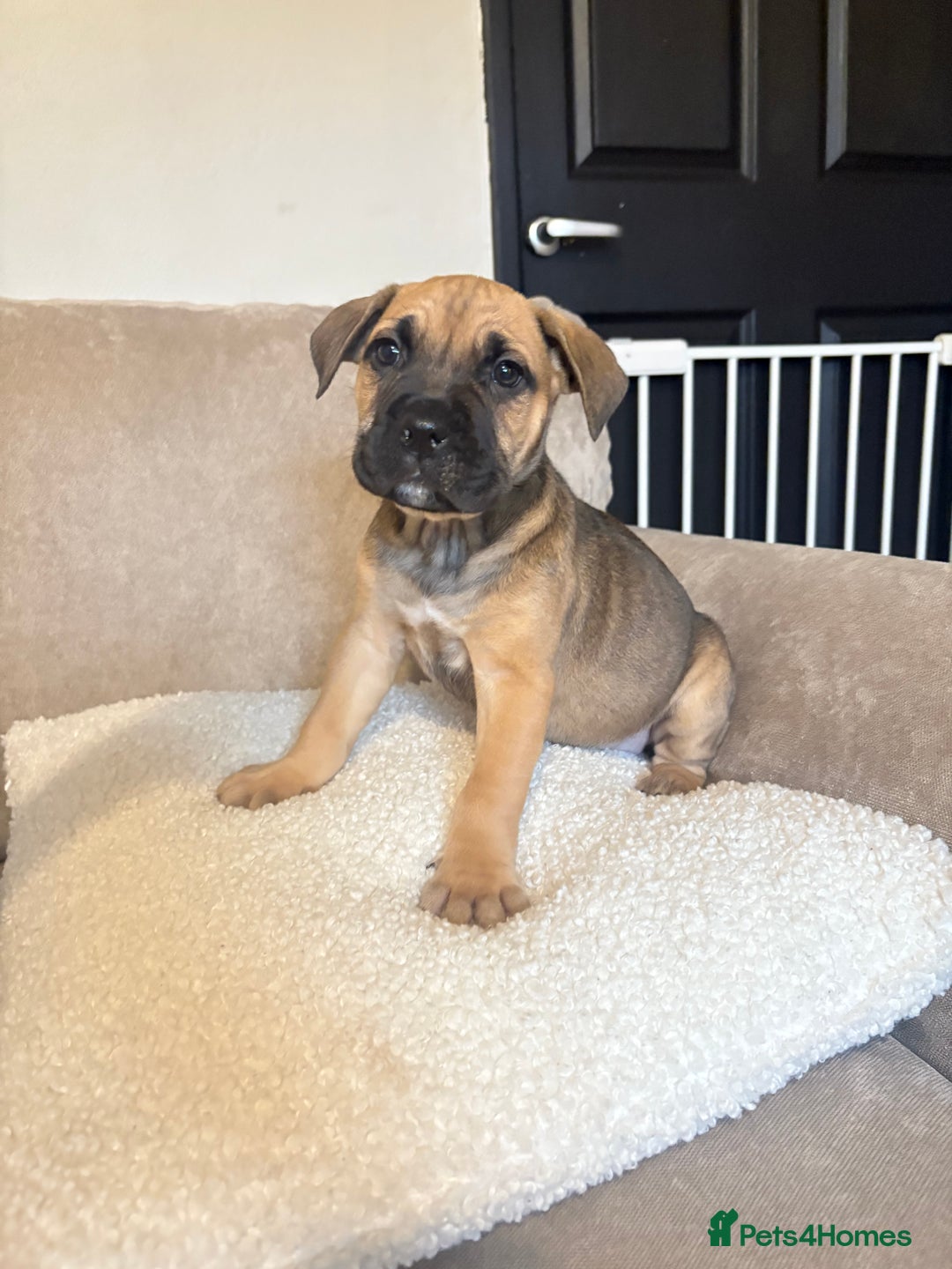 Mixed Breed dogs for sale: CaneCorso X Bully puppy’s  - Advert 4